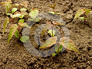 Tatarian maple seedlings