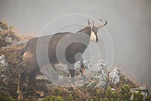 Tatra chamois climbing on rocks in mist in autumn nature