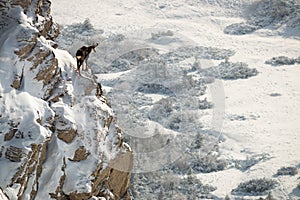 Tatra chamois climbing rocky mountainside covered with snow and looking down