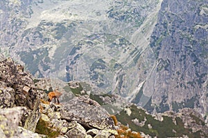 Tatranský kamzík ve Vysokých Tatrách