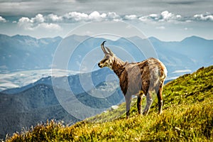 Tatra chamois on the hill of Low Tatrs mountains at Slovakia