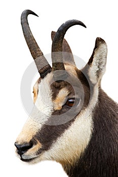 Tatra chamois looking in close-up isolated on white background.