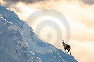 Tatranský kamzík pohybujúci sa na úbočí v zimnej scenérii