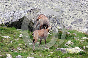 Tatra chamois in the natural environment