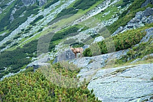 Tatranský kamzík v přirozeném prostředí Vysokých Tater na Slovensku