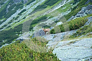 Tatra chamois in the natural habitat of High Tatra mountains, Slovakia