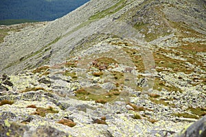 Tatra chamois in the natural habitat of High Tatra mountains, Slovakia