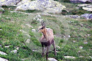 Tatra Chamois Rupicapra rupicapra tatrica