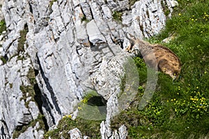 Kamzík tatranský, Rupicapra rupicapra tatrica. Kamzík vo svojom prirodzenom prostredí pri prechode zo zimnej na letnú srsť.