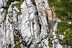 The Tatra Chamois, Rupicapra rupicapra tatrica. A chamois in its natural habitat during the transition from winter to summer fur.