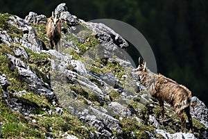 The Tatra Chamois, Rupicapra rupicapra tatrica. A chamois in its natural habitat during the transition from winter to summer fur.