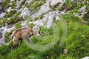 The Tatra Chamois, Rupicapra rupicapra tatrica. A chamois in its natural habitat during the transition from winter to summer fur.