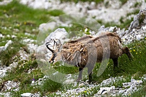 The Tatra Chamois, Rupicapra rupicapra tatrica. A chamois in its natural habitat during the transition from winter to summer fur.