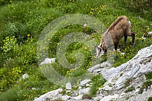 The Tatra Chamois, Rupicapra rupicapra tatrica. A chamois in its natural habitat during the transition from winter to summer fur.