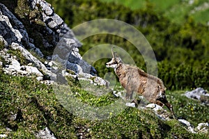 The Tatra Chamois, Rupicapra rupicapra tatrica. A chamois in its natural habitat during the transition from winter to summer fur.