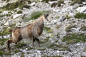 The Tatra Chamois, Rupicapra rupicapra tatrica. A chamois in its natural habitat during the transition from winter to summer fur.