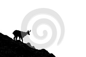 The Tatra Chamois, Rupicapra rupicapra tatrica. Dark silhouette of a chamois an a rocky cliff in a white background with a copy