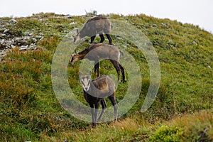 Tatra chamois Rupicapra rupicapra tatrica in a mountain natural environment