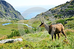 The Tatra chamois (Rupicapra rupicapra tatrica)