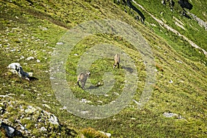 Tatra chamois Rupicapra rupicapra tatrica in Western Tatras, Slovakia