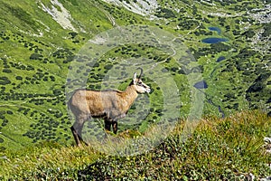 Tatranský kamzík Rupicapra rupicapra tatrica v Západných Tatrách, Slovensko