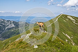 Tatranský kamzík Rupicapra rupicapra tatrica v Západných Tatrách, Slovensko