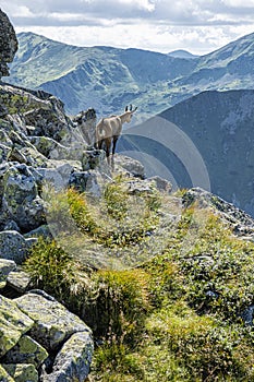 Tatra chamois Rupicapra rupicapra tatrica in Western Tatras, Slovakia