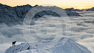 Tatranský kamzík chůzi po zasněžených horách v epické scenérii