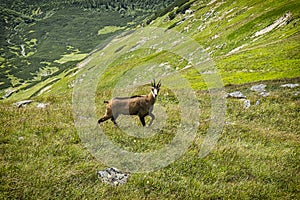 Tatra chamois Rupicapra rupicapra tatrica in Western Tatras, Slovakia