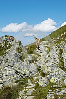 Tatra chamois Rupicapra rupicapra tatrica in Western Tatras, Slovakia