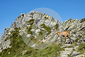 Tatra chamois Rupicapra rupicapra tatrica in Western Tatras, Slovakia