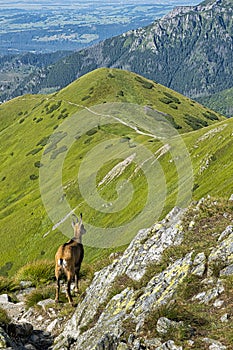 Tatra chamois Rupicapra rupicapra tatrica in Western Tatras, Slovakia