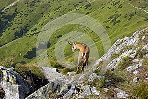 Tatra chamois Rupicapra rupicapra tatrica in Western Tatras, Slovakia