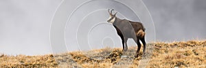 Tatra chamois standing on horizon in autumn nature.