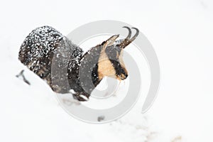 Tatra chamois standing on snow in wintertime nature