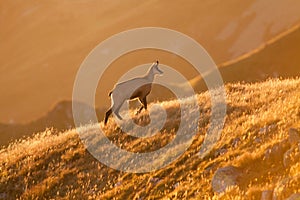 Tatra chamois at sunrise