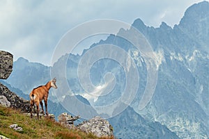 Tatra chamois in Hight Tatras