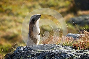 Tatra Marmot, Marmota marmota latirostris