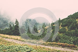 Tatra mountain forest in Slovakia covered with clouds - vintage