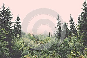 Tatra mountain forest in Slovakia covered with clouds - vintage