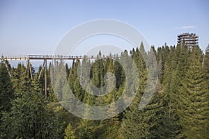 Tatra-Mountain from the treetops