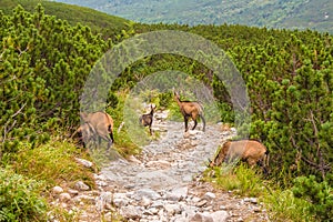 Tatra Mountains. Kozice on the mountain trail.