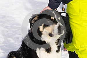 Tatransky narodny park. Vysoke Tatry. Slovakia. Petting a dog.