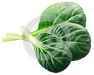 Tatsoi leaves Brassica rapa var. rosularis isolated, top view photo