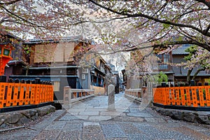 Tatsumi bashi bridge in Gion district with full bloom cherry blossom in Kyoto, Japan