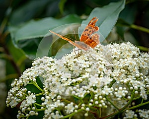 Tattered wings of an orange butterfly atop white blooms