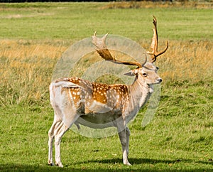 Tatton deer