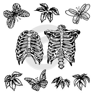 Tattoo set: human ribs, wild grape leaves and butterflies.