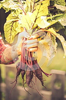 Tattooed millennials woman holding beetroot in garden