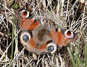 Tatty, overwintered Peacock butterfly aka Inachis io. UK, April. photo